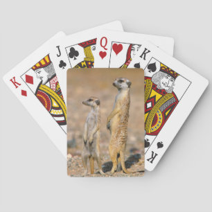 Meerkat (Suricata Suricatta) Sentinels, Karas Playing Cards