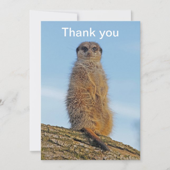 Meerkat Thank You Card (Front)