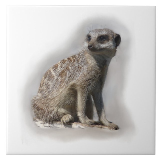 meerkat tile (Front)