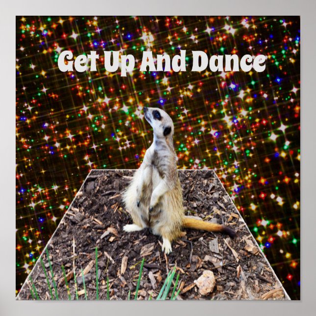 Meerkat Twinkle Stars, Poster (Front)