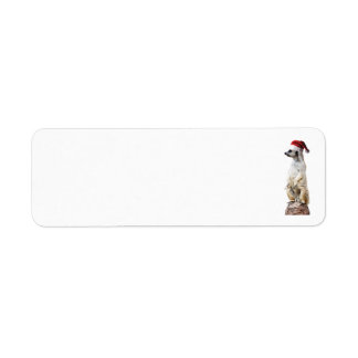 Meerkat Wearing a Santa Claus Hat