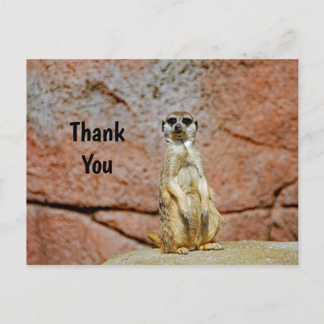 Meerkat Wildlife Photo Thank You Postcard (Front)