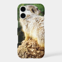 Meerkat With High Views,
