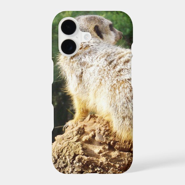 Meerkat With High Views, (Back)