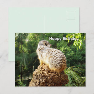 Meerkat With High Views, Birthday Postcard