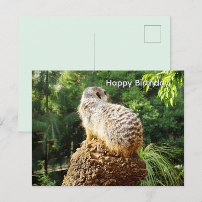 Meerkat With High Views, Birthday Postcard (Front/Back)