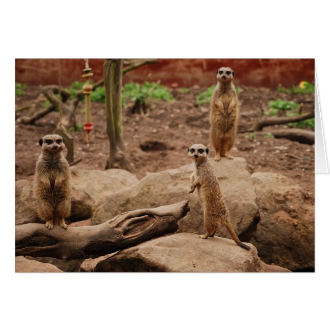 meerkats (Front Horizontal)