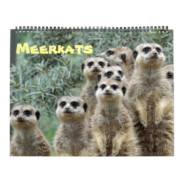 Meerkats 001 calendar (Cover)