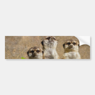 Meerkats Bumper Sticker
