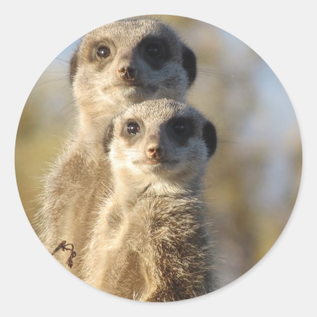Meerkats Classic Round Sticker (Front)