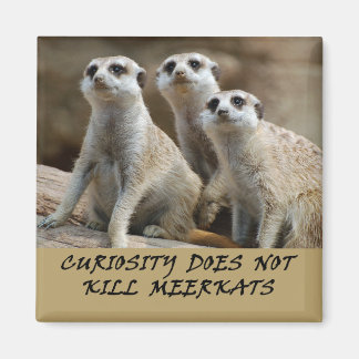 Meerkats fridge magnet