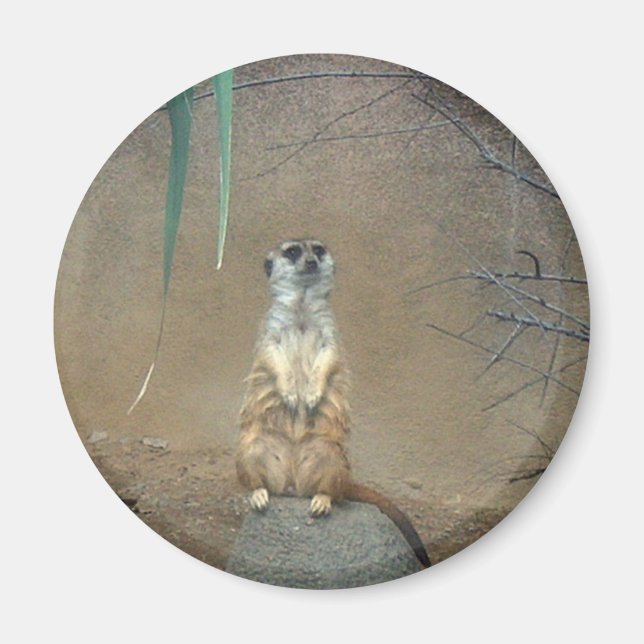 Meerkats Magnet (Front)