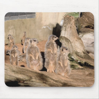 Meerkats Mouse Mat