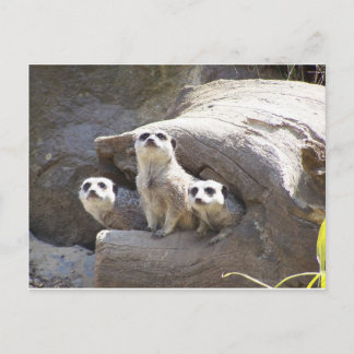 Meerkats Postcard