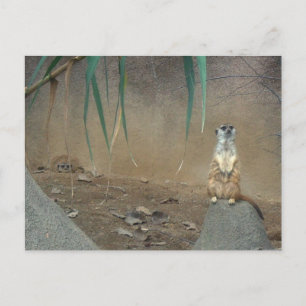Meerkats Postcard