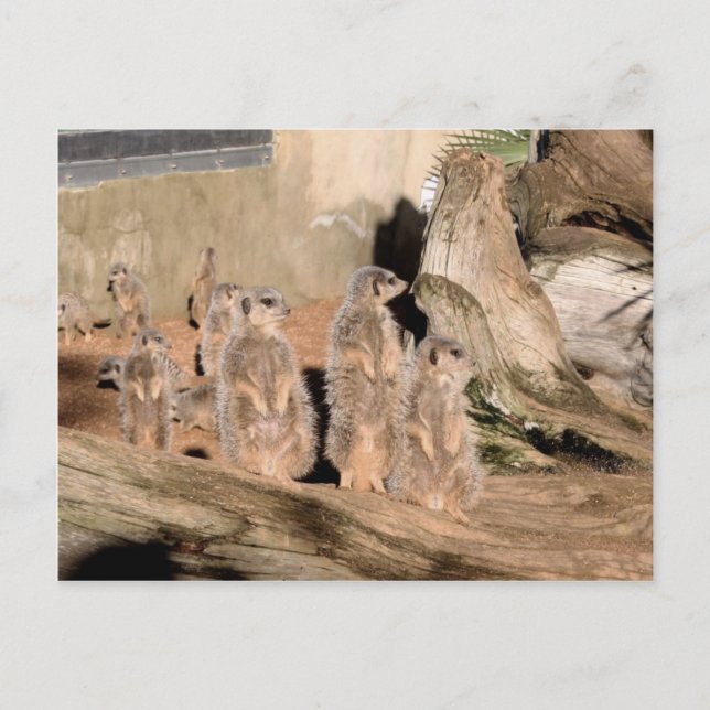 Meerkats Postcard (Front)