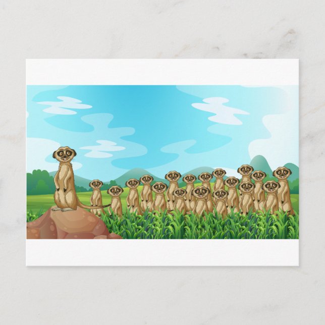 Meerkats Postcard (Front)