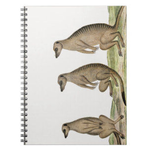 Meerkats Suricata suricatta Notebook