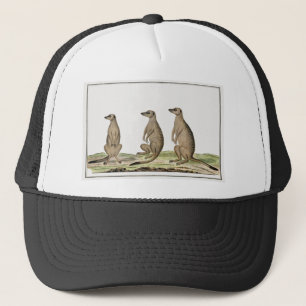 Meerkats Suricata suricatta Trucker Hat