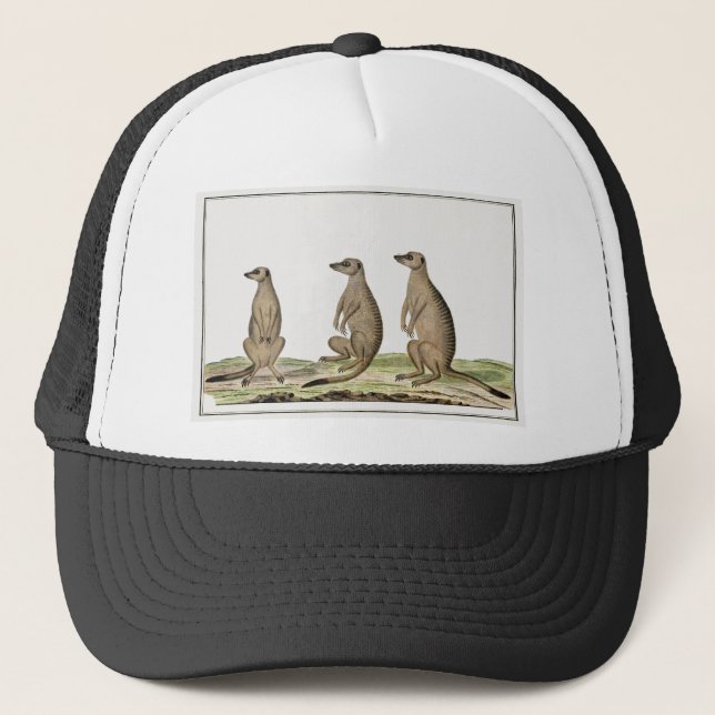 Meerkats Suricata suricatta Trucker Hat (Front)