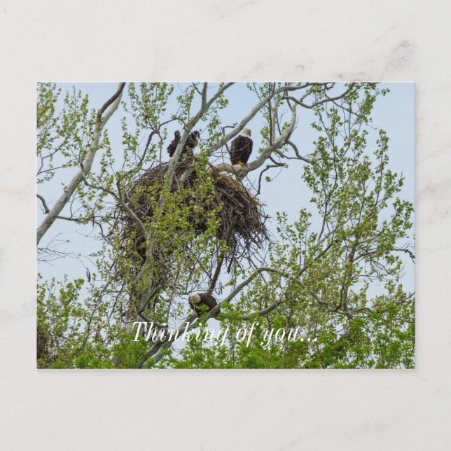 Meet The Eagle Family Postcard (Front)