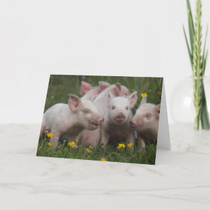 Meeting of the Three Little Pigs Card