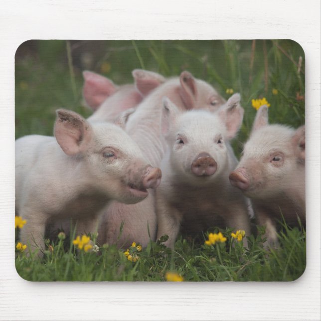 Meeting of the Three Little Pigs Mouse Mat (Front)