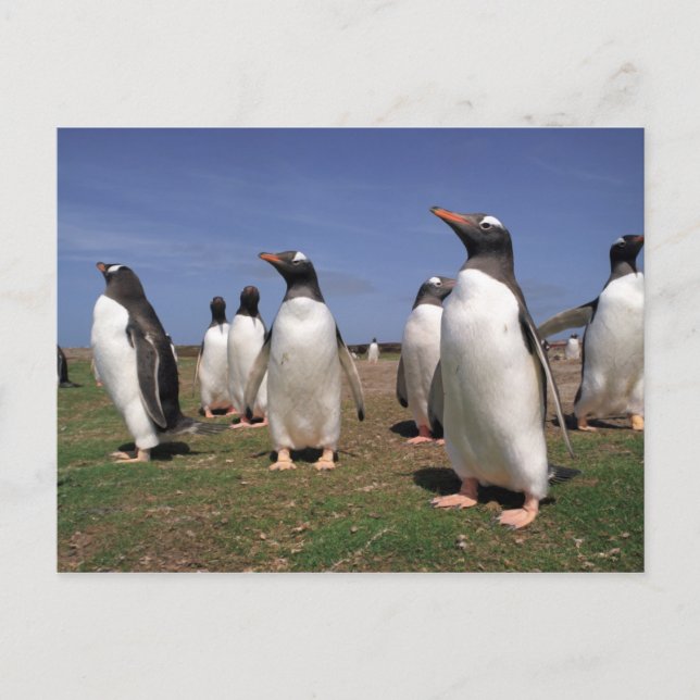 Meeting penguins postcard (Front)