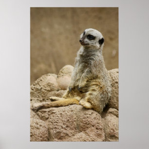 Meetkat Posterq Poster