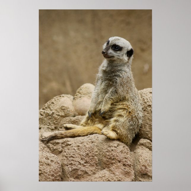 Meetkat Posterq Poster (Front)