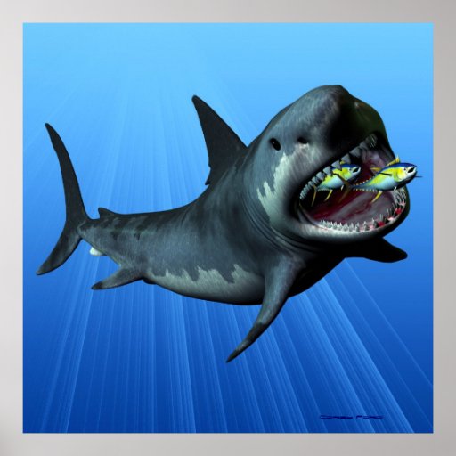 Megalodon Print | Zazzle