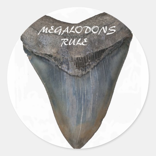 Megalodon Shark Tooth Classic Round Sticker (Front)