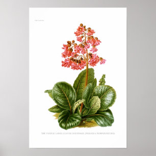 Megasea purpurascens (purple saxifrage) poster