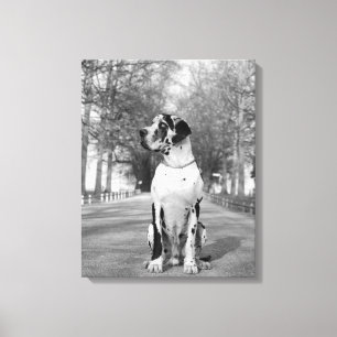 Mehrteiliges Doggenbild Canvas Print