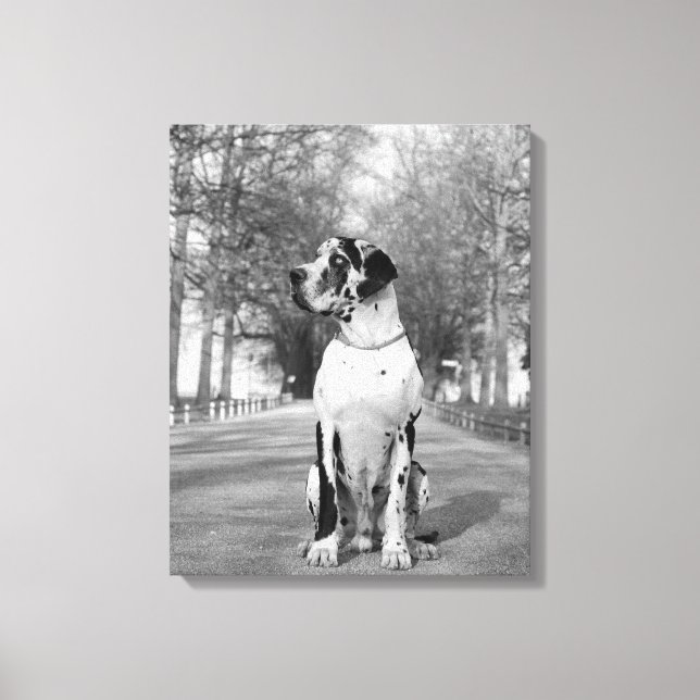 Mehrteiliges Doggenbild Canvas Print (Front)