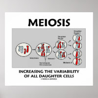 Meiosis Increasing Variability All Daughter Cells