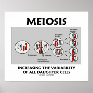 Meiosis Increasing Variability All Daughter Cells Poster