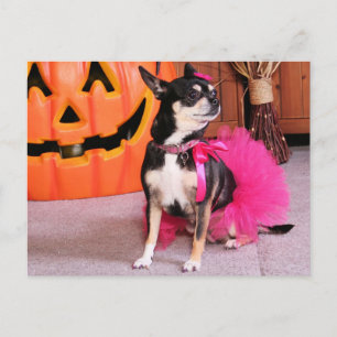 Meka - Chihuahua - Shaver Postcard