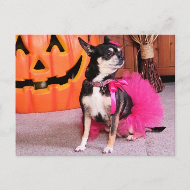 Meka - Chihuahua - Shaver Postcard (Front)