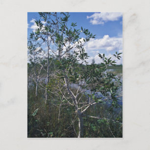 Melaleuca in swamp area postcard