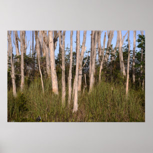 Melaleuca Trees in the Everglades Poster