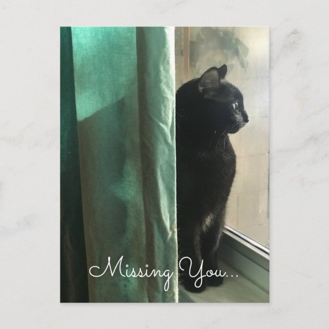 Melancholic Black Cat Missing You Social Distance Postcard (Front)