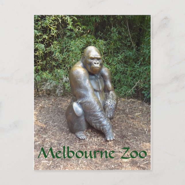 Melbourne Zoo Gorilla Postcard (Front)