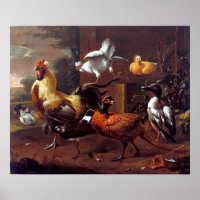 Melchior of Honcoeter Chicken Yard