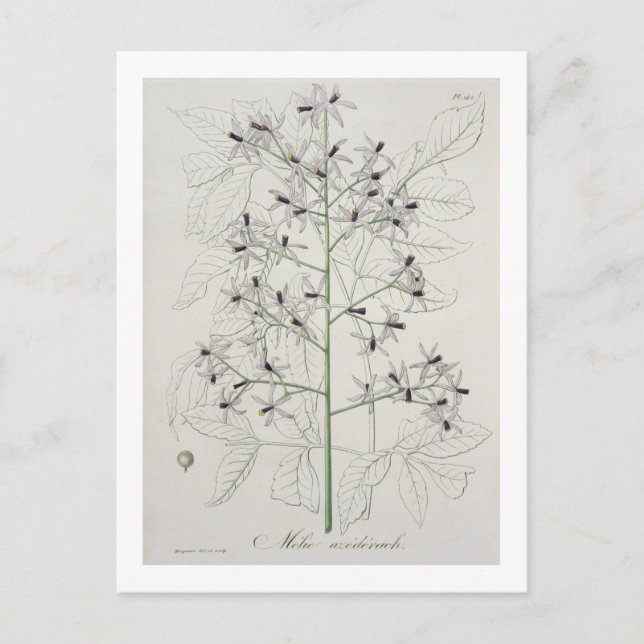 Melia Azedarach from 'Phytographie Medicale' by Jo Postcard (Front)