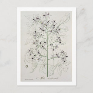Melia Azedarach from 'Phytographie Medicale' by Jo Postcard