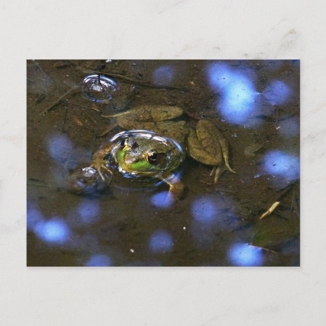 Melissa's Frog Postcard (Front)