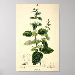Melisse, Lemon Balm (Melissa officinalis) Print