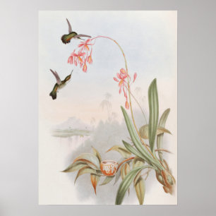 Mellisuga Minima Hummingbirds by John Gould Poster