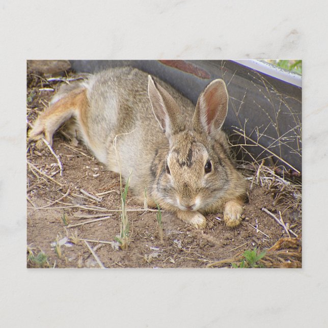 Mellow Bunny Postcard (Front)